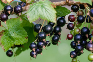 Černo-rybízový sirup